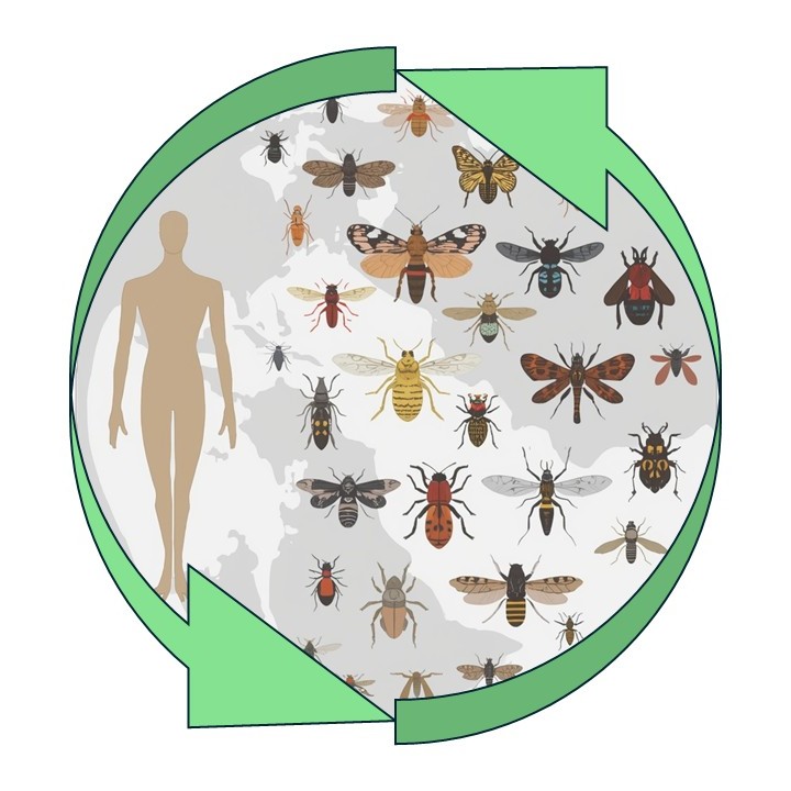 discover the world of insects