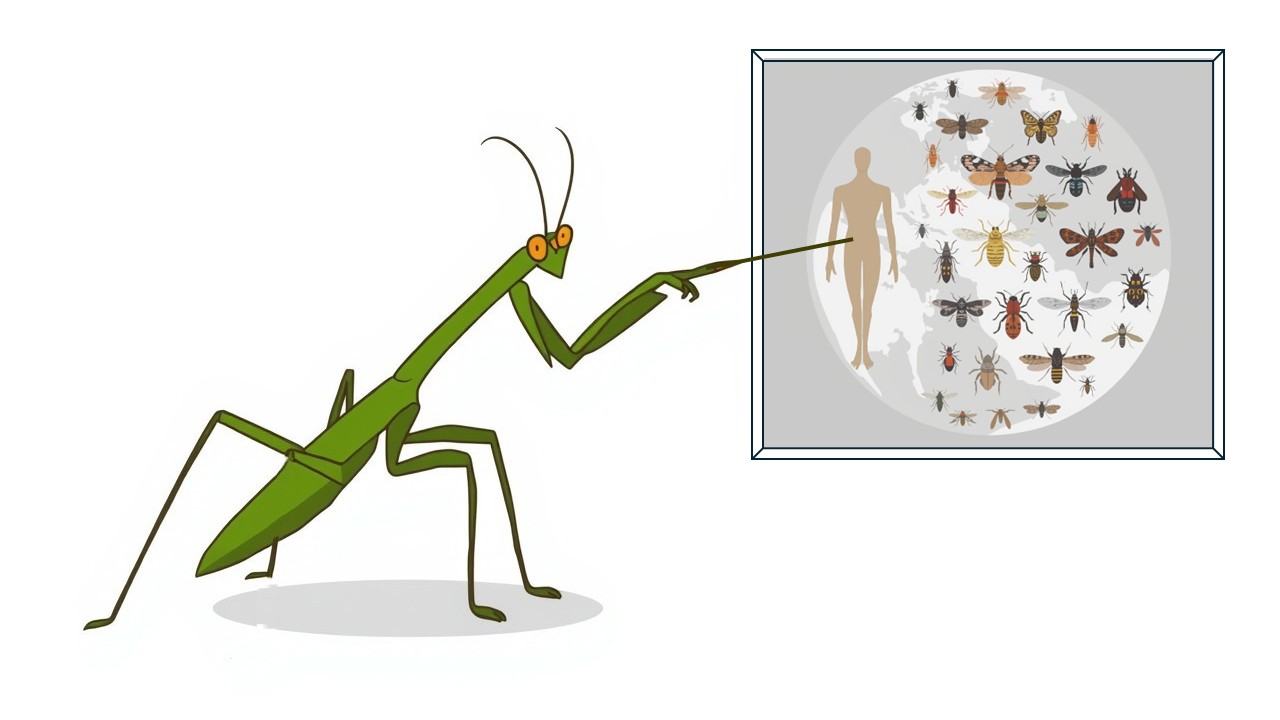 preying mantis teaching